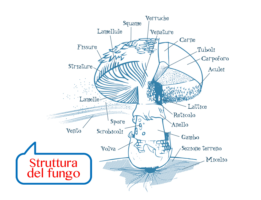 Struttura